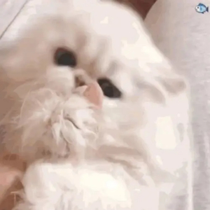 欧美XXX柔术做爰
